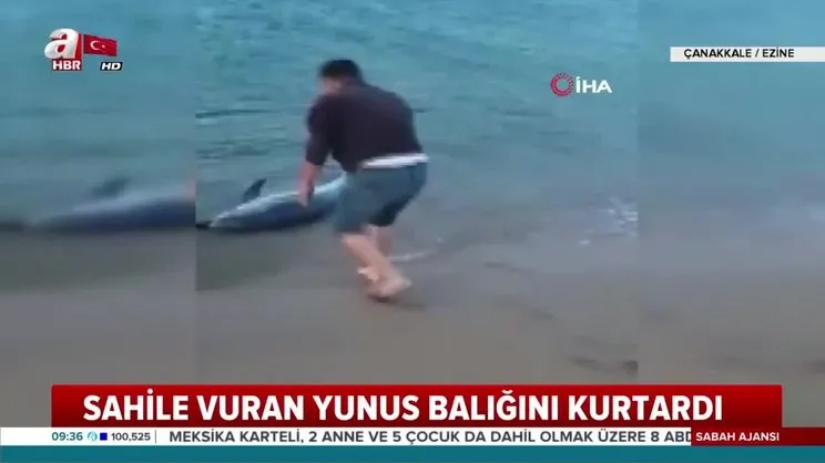 Sahile vuran yunus balığını kurtardı