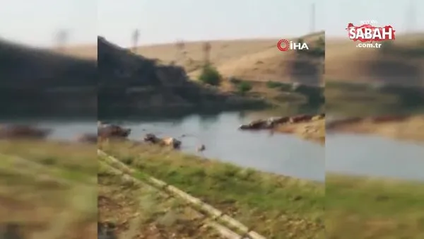 Büyükbaş hayvanların Fırat Nehri'nden tehlikeli geçişi kamerada