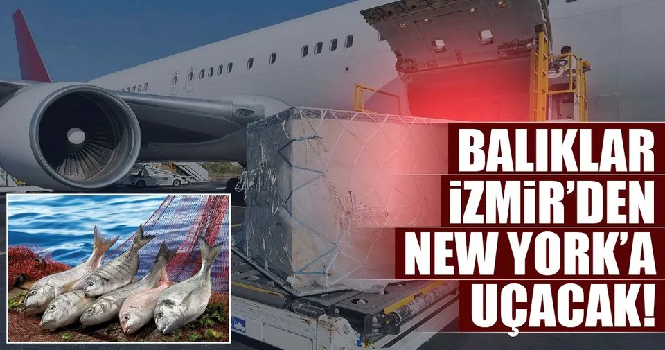 Turk Baliklari Ozel Ucak Konforuyla Izmir Den New York A Ucacak Son Dakika Haberler