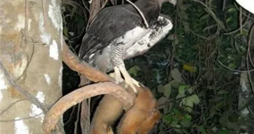 Vahşi doğadan kareler