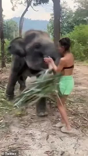 Sadece fotoğraf çektirmek istedi ama... Yavru fil, turiste hayatının şokunu yaşattı