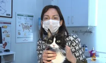 Böbrek hastası kediye kök hücre tedavisi