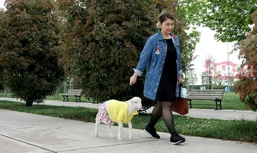 Annesinin kuzusu: Şapşik