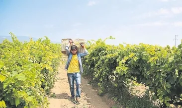 Üniversiteliler bağ bozumunda