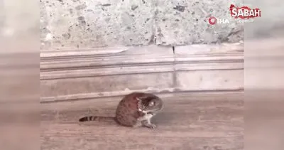Vali Yerlikaya Ayasofya’nın meşhur kedisiyle ilgilendi | Video