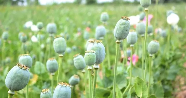 Afyonkarahisar’da haşhaş hasadı