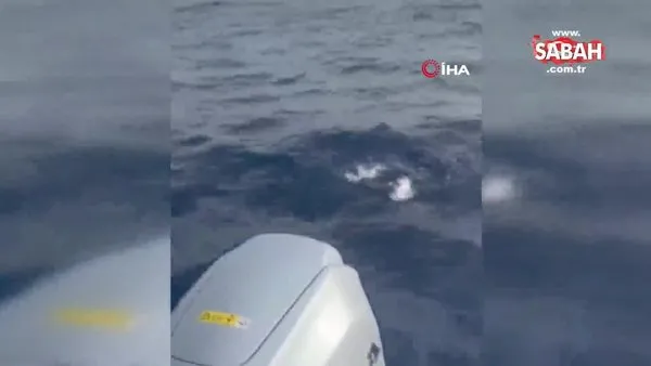 Denize bırakılan yaralı balon balığına, diğer balon balıkları saldırdı | Video