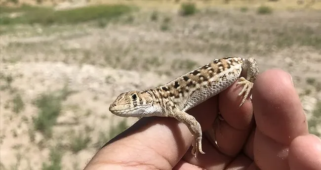 Kertenkele Isırır Mı? Kertenkele Isırırsa Ne Olur, İnsana Zarar Verir Mi?