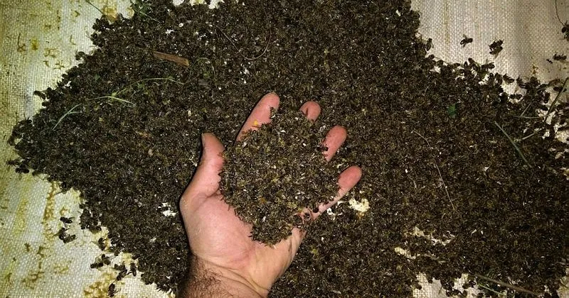 Bursa Da Binlerce Arinin Sok Eden Olumu En Son Haber
