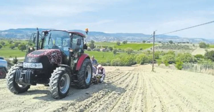 Selendi’de tütün dikimine devam