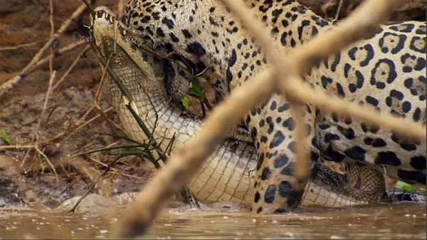 Leopardan ürkütücü av!