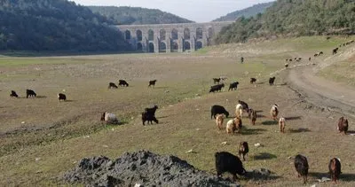 İstanbul’u kuraklık vurdu! Su dolu alanlarda şimdi keçiler otluyor!