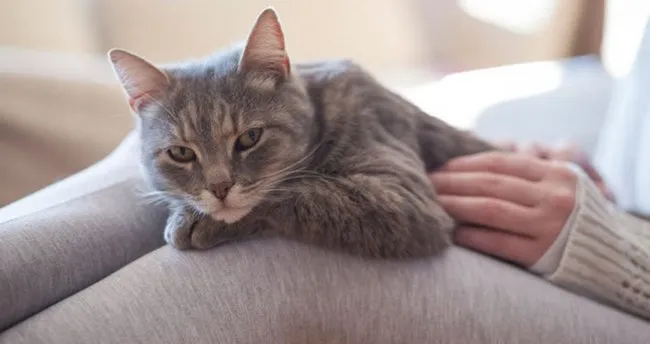 ruyada kedi yavrusu gormek ne anlama gelir ruyada saglikli ve sirin bir yavru kedi gormek ne demek ruya tabirleri haberleri ruyada kedi yavrusu gormek ne anlama gelir ruyada saglikli ve sirin bir yavru kedi gormek ne demek ruya tabirleri haberleri