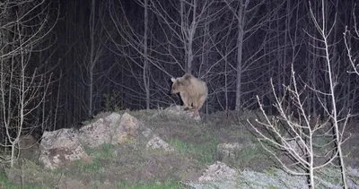 Nemrut'un maskotları olarak bilenen ayılar kış uykusundan uyandı #bitlis