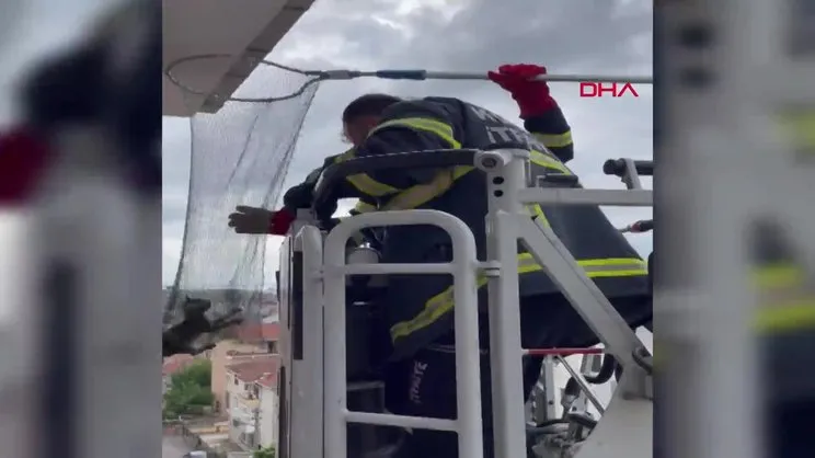 Antalya'da balıkçıların bıraktığı misinaya dolanan martı öldü