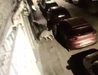 kopege tecavuz etmek istedi mahalle dayagi kamerada