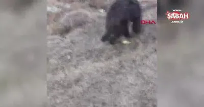 Kars’da yaralı boz ayıyı tavuk eti ile beslemeye çalıştılar | Video