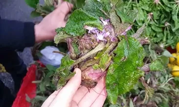 Kaldirik otunun faydaları nelerdir?