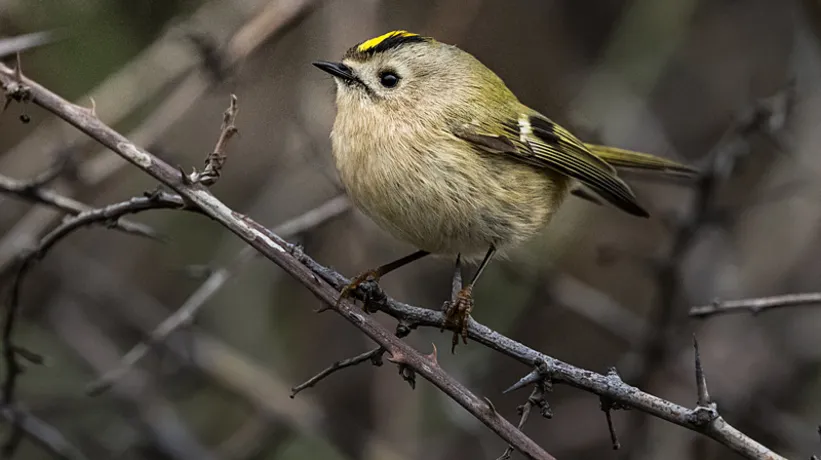 Sadece 7 santimetre! Bu minik canlının soğukla mücadelesi yürekleri ısıttı