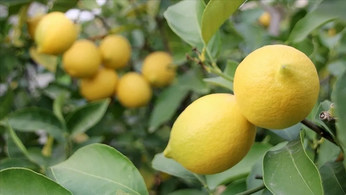 Limon ihracatındaki geçici kısıtlama kaldırıldı