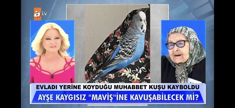 Müge Anlı ile Tatlı Sert’te bir ilk daha: 90 yaşındaki Ayşe teyzenin kuşu Maviş’ten güzel haber!