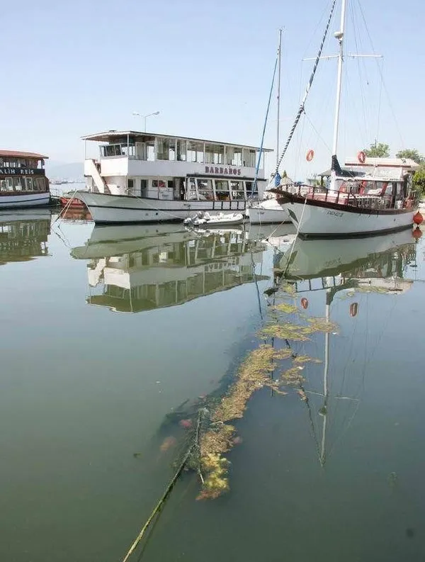 İzmir Körfezi'ni denizanaları istila etti