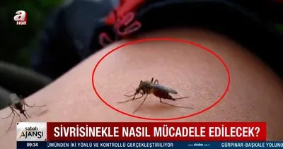 Karadeniz’de Asya Kaplan sivrisineği uyarısı! Asya Kaplan sivrisineği ile nasıl mücadele edilecek?