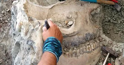 Çankırı’daki fosil kazıları kitap oluyor