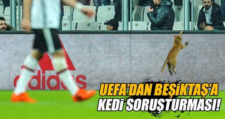 UEFA’dan Beşiktaş’a kedi soruşturması!