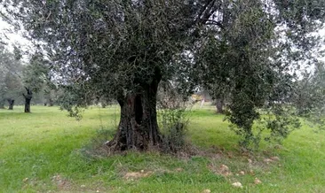 CHP’li belediyelerin doğa katliamı! İhaleye çıkarılan zeytinlik AVM olacak