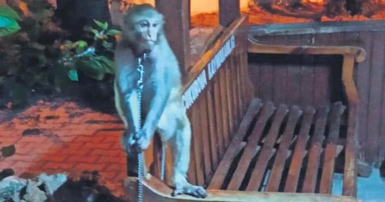 Maymun Çiko bankta bulundu