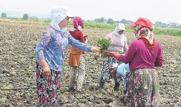 Sıcakta ekmek kavgası