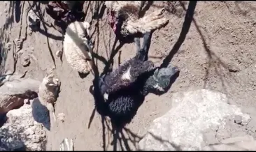 Mersin’de kurtlar 18 koyunu telef etti