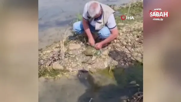 Balıkçı ağına takılan Fırat Kaplumbağası kurtarıldı | Video