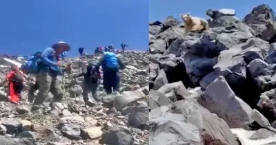 Ağrı Dağı’nda Ukraynalı dağcılara ayı saldırısı! Dehşet anları kamerada... Çığlıklar atarak...
