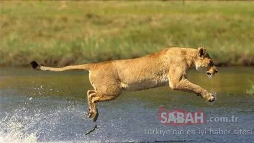 Vahşi doğanın fedakar anneleri