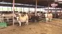 Hostes üniformasını çıkardı, çizmelerini giydi hayvancılığa başladı | Video