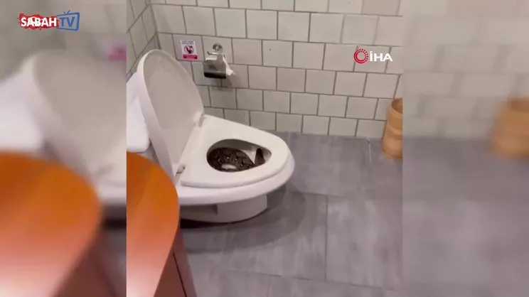 Evin tuvaletinden dev piton çıktı | Video