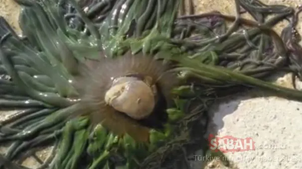 Çanakkale'de denize giren 12 yaşındaki kız hayatını şokunu yaşadı