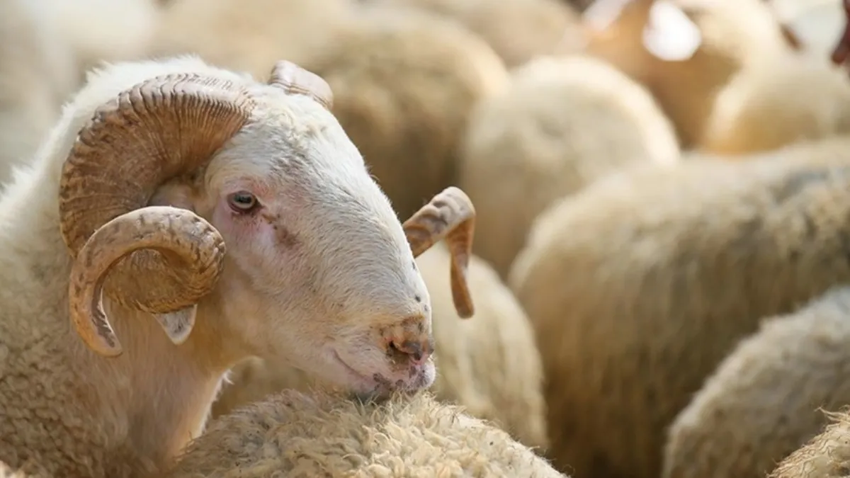 Son dakika | Diyanet İşleri Başkanı Ali Erbaş açıkladı: 2025 vekaletle kurban kesim bedeli belli oldu Son dakika | Diyanet İşleri Başkanı Ali Erbaş açıkladı: 2025 vekaletle kurban kesim bedeli belli oldu