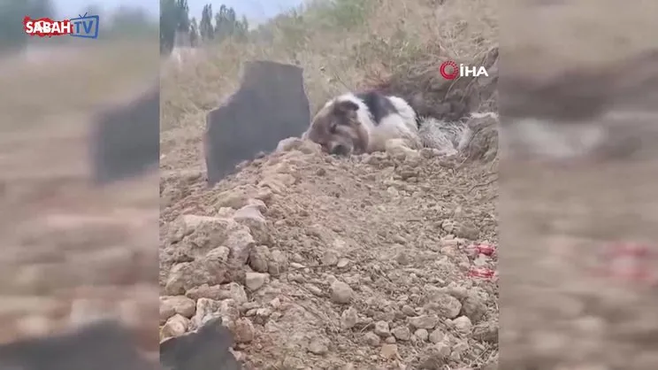 Mezar başında vefa nöbeti: Köpek sahibini yalnız bırakmıyor | Video