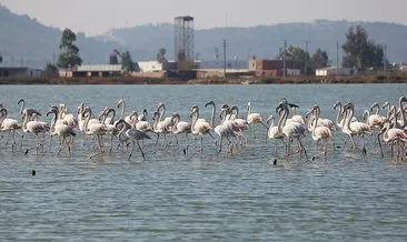 Muğla’nın flamingoları bu yıl erken geldi