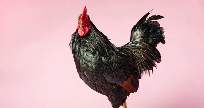 Rüyada Horoz Görmek Ne Anlama Gelir? Rüyada Horoz Isırması, Kovalaması