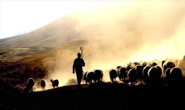 Tarım ve Orman Bakanlığı 8 yılda 400 milyon liralık çoban desteği verdi