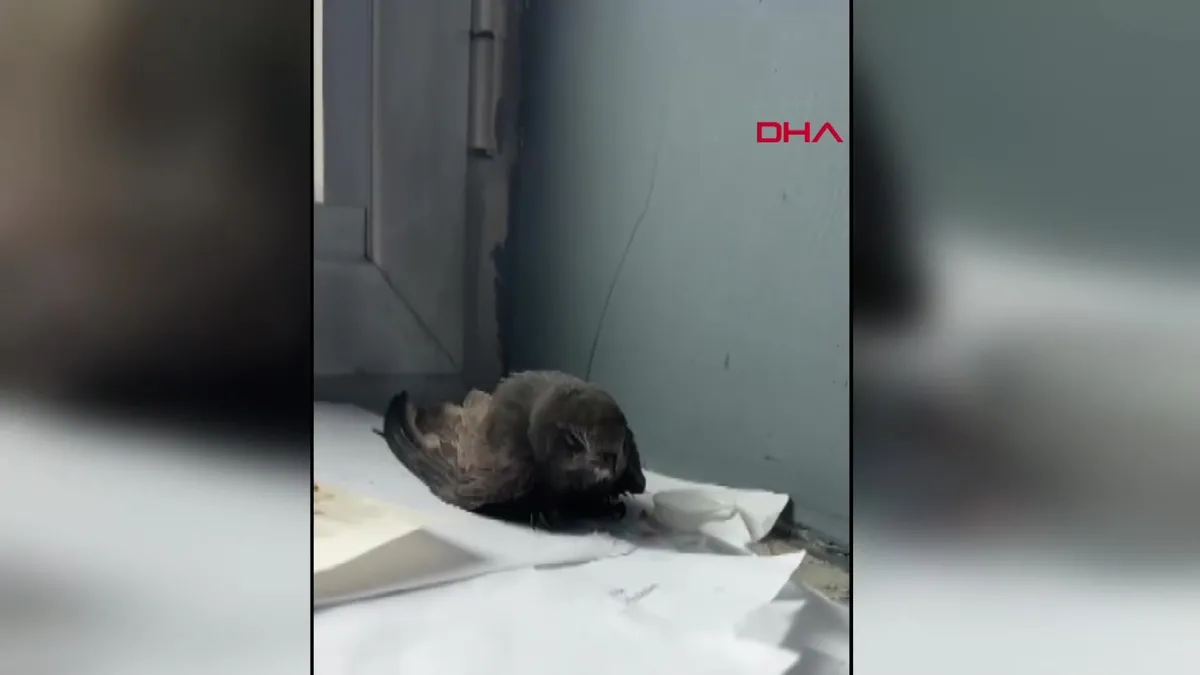 Van’da öğrencilerin bulduğu ebabil kuşu koruma altına alındı | Video videosunu izle Van’da öğrencilerin bulduğu ebabil kuşu koruma altına alındı | Video videosunu izle