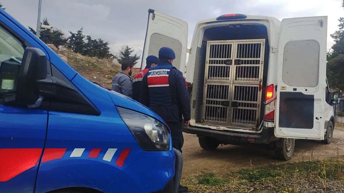 Kırıkkale’de köpek dövüşü operasyonu: 2 kişi kıskıvrak yakalandı! Kırıkkale’de köpek dövüşü operasyonu: 2 kişi kıskıvrak yakalandı!