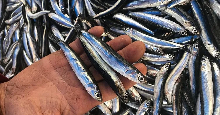 ABD’ye hamsi Vietnam’a alabalık ihracatı!