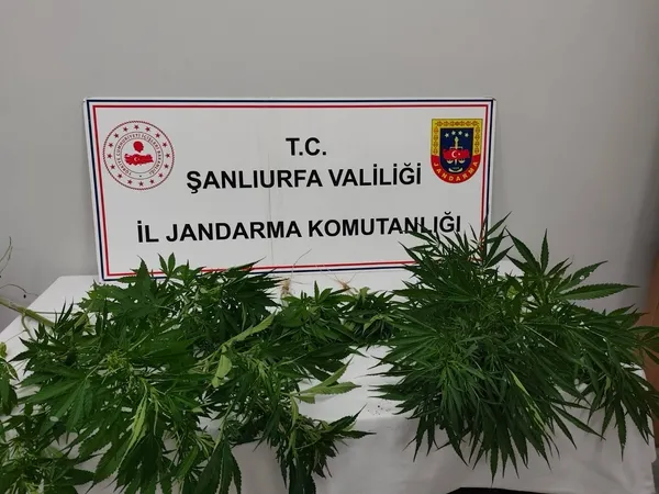 jandarma-dugmeye-basti-sanliurfada-uyusturucuya-darbe-1781780965669.jpg