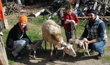 Bir batında 6 kuzu doğdu