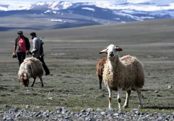 Kars'ta meralar canlanıyor